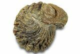 Bargain, Wide Enrolled Morocops Trilobite - Morocco #323225-1